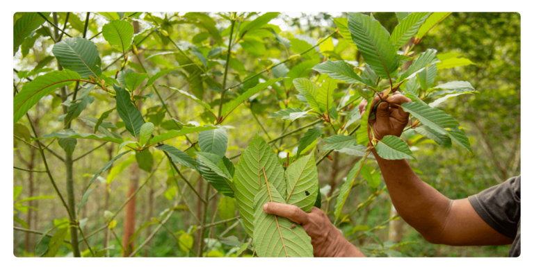 red bali mitragyna speciosa plants growing