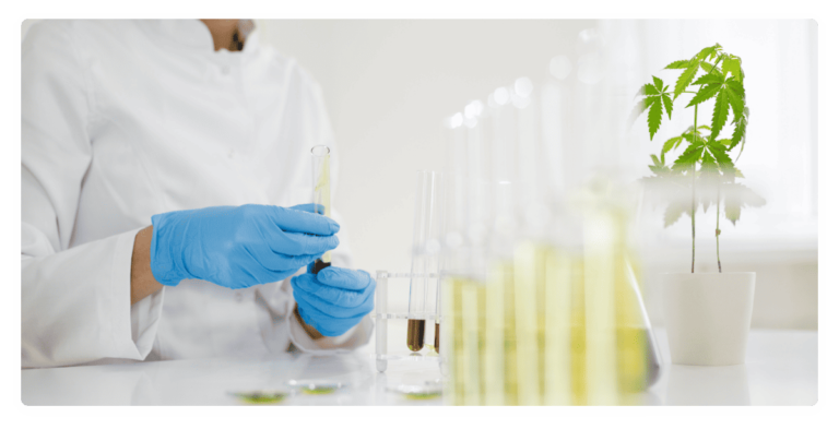 science lab extracting mitragynine from kratom leaves to combine with cbd