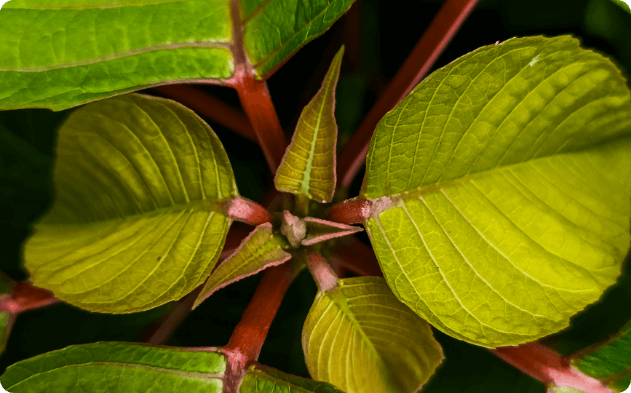 red vein kratom leaves